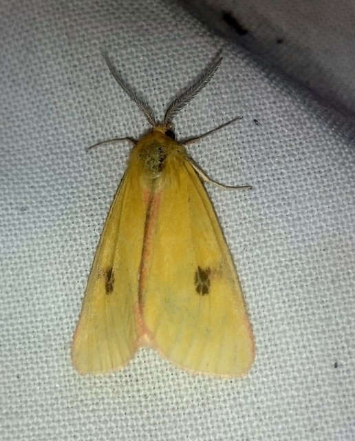 Diacrisia sannio - vörösszélű medvelepke