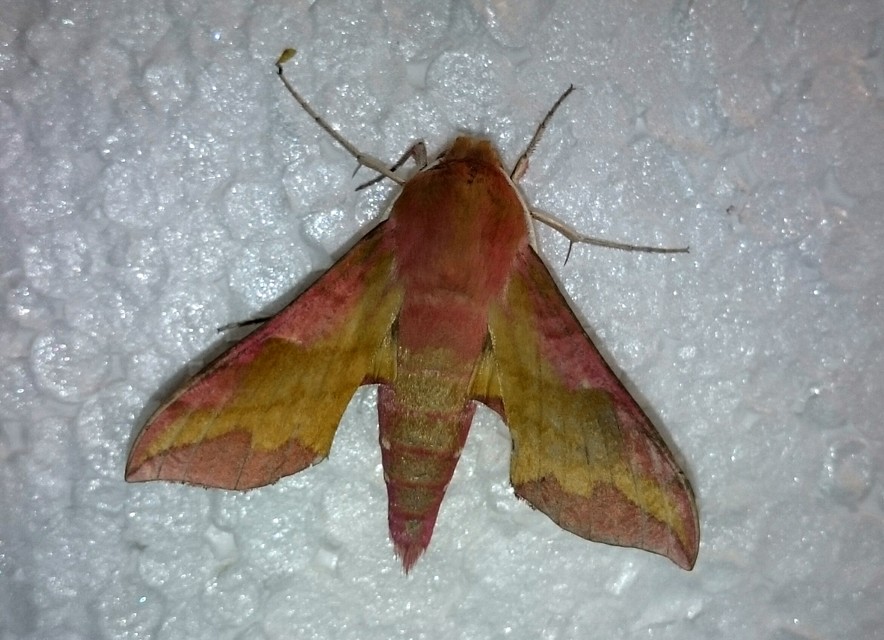 Deilephila porcellus - piros szender