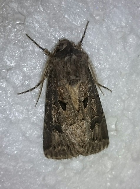 Agrotis bigramma - kétjegyű földibagoly