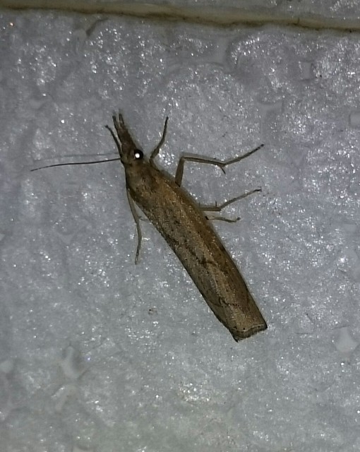 Pediasia contaminella - mocskos fűgyökérmoly