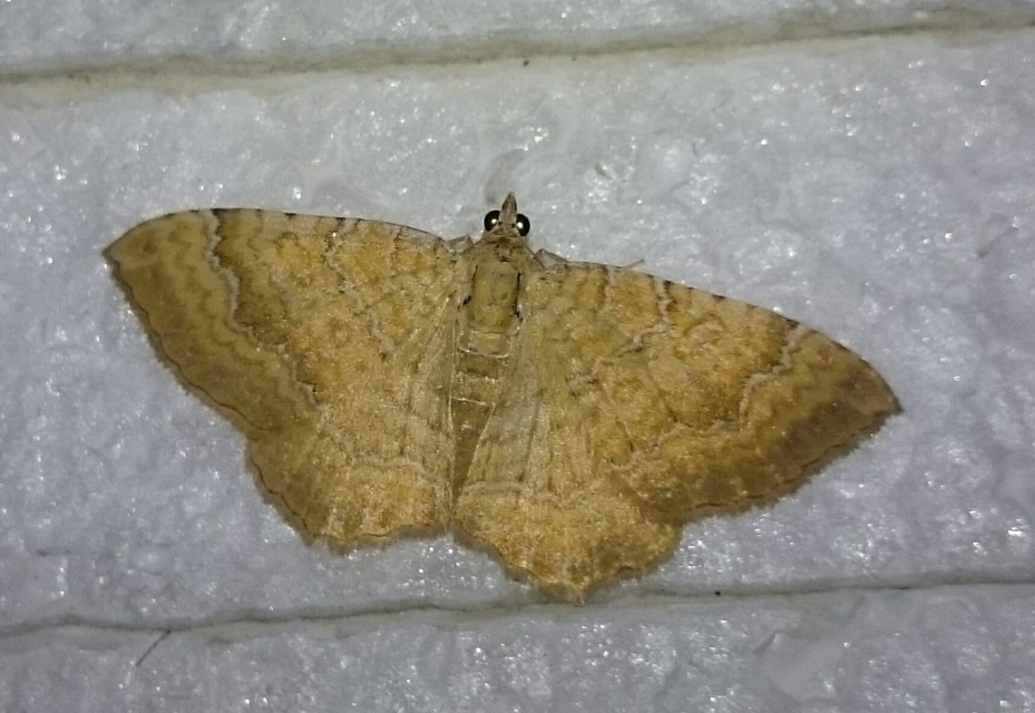 Camptogramma bilineata - kétvonalas sávosaraszoló