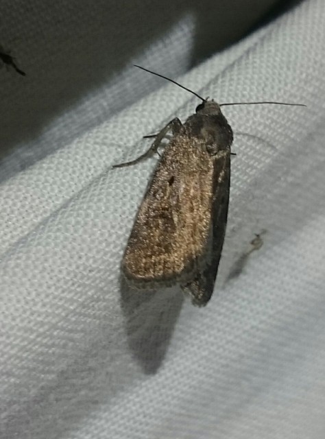 Athetis
