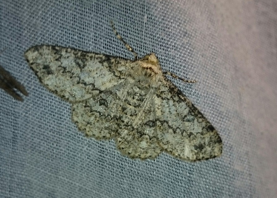 Ascotis selenaria - holdas faaraszoló