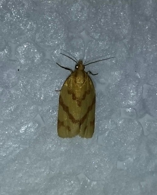 Clepsis pallidana - aranysárga sodrómoly