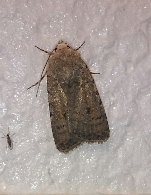 Paradrina clavipalpis - közönséges selymesbagoly