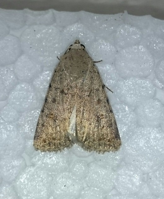 Paradrina clavipalpis - közönséges selymesbagoly