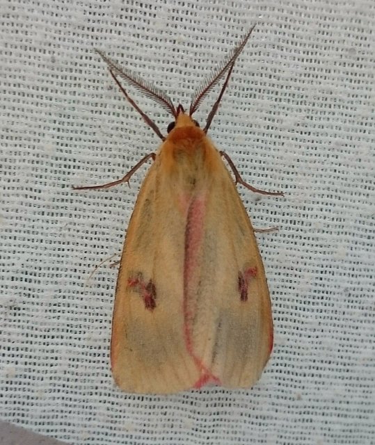 Diacrisia sannio - vörösszélű medvelepke