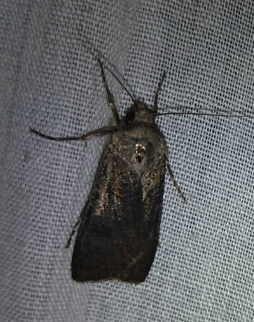 Agrotis segetum - vetési földibagoly
