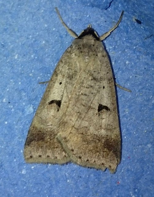 Lygephila pastinum - közönséges csüdfűbagoly