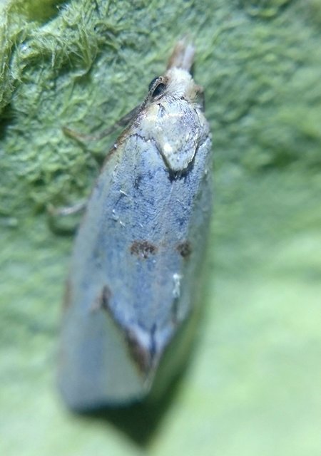 Agapeta hamana - közönséges sárgamoly
