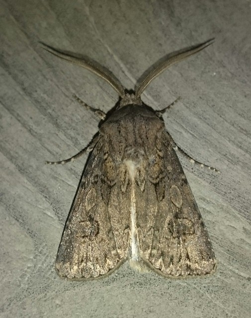 Agrotis bigramma - kétjegyű földibagoly
