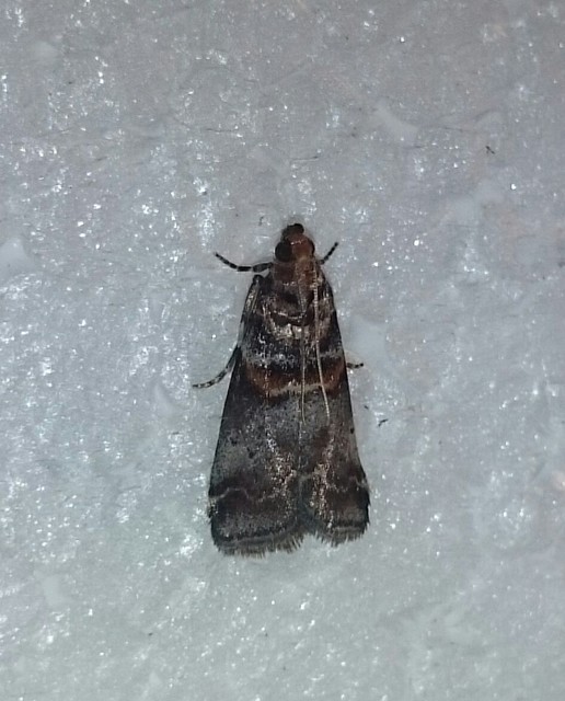 Acrobasis