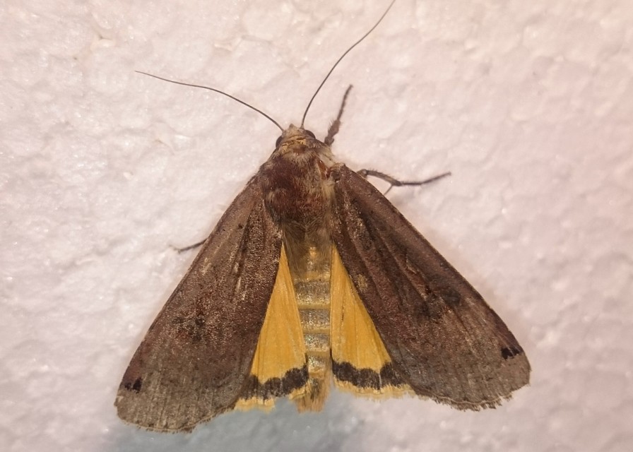 Noctua pronuba - nagy sárgafűbagoly