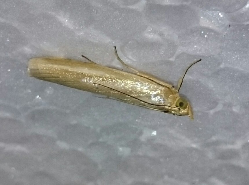 Selagia argyrella - ezüstös karcsúmoly
