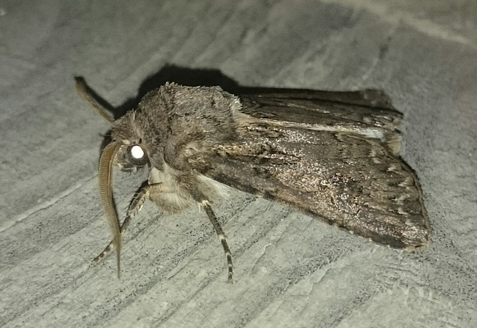 Agrotis bigramma - kétjegyű földibagoly