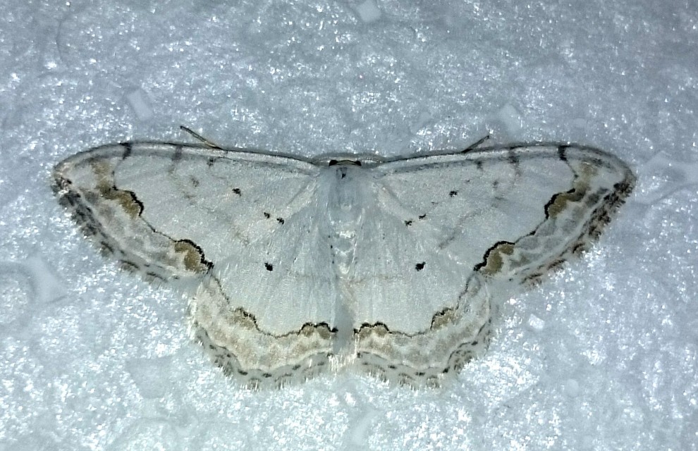 Scopula ornata - díszes fehéraraszoló