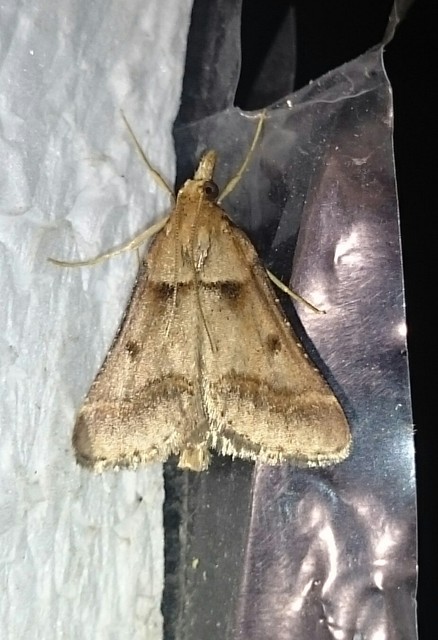 Stemmatophora brunnealis - barna fényilonca