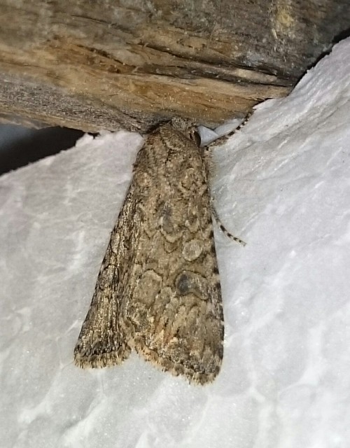 Hadula trifolii - lóherebagoly
