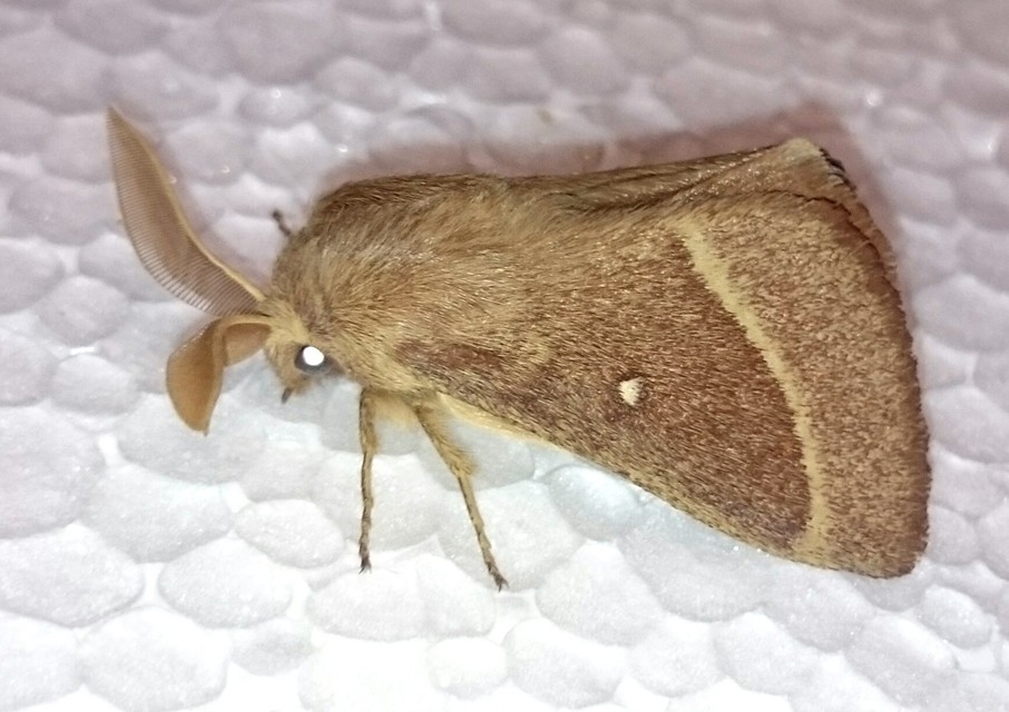 Lasiocampa trifolii - lóhereszövő