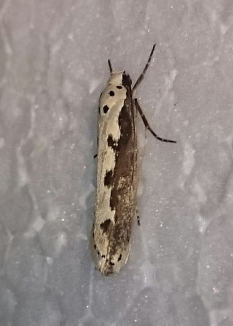 Ethmia bipunctella - kétpettyes feketemoly