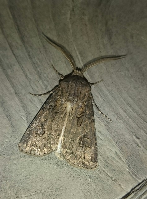 Agrotis bigramma - kétjegyű földibagoly