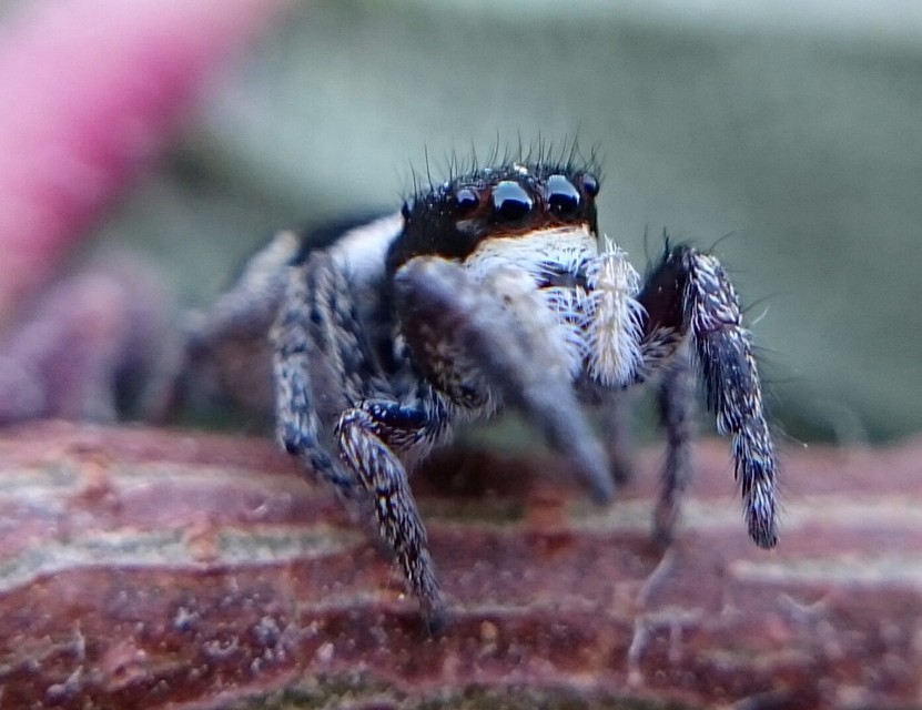 Pellenes nigrociliatus - csigás ugrópók