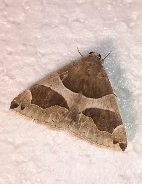 Dysgonia algira - déli porcelánbagoly