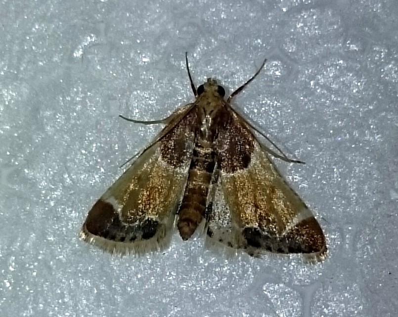 Pyralis farinalis - lisztilonca