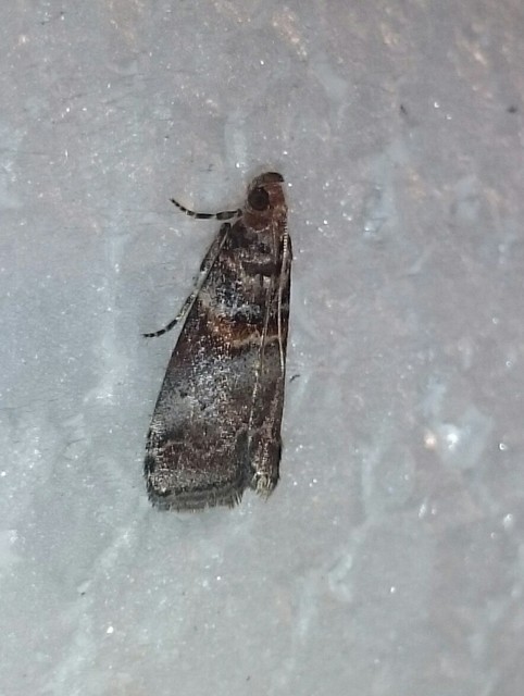 Acrobasis