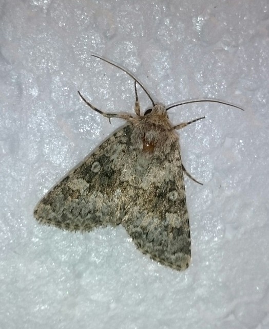 Hecatera dysodea - parajbagoly