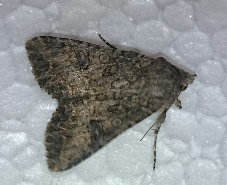 Hadula trifolii - lóherebagoly