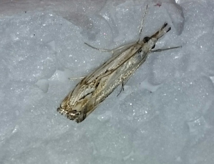 Catoptria falsella - hálós fűgyökérmoly