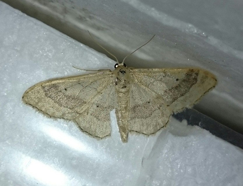 Idaea aversata - nagy sávosaraszoló