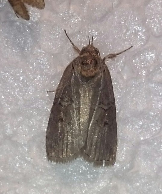 Nycteola asiatica - nyárfa-trapézbagoly