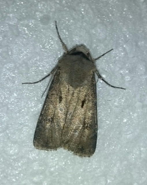 Agrotis exclamationis - felkiáltójeles földibagoly