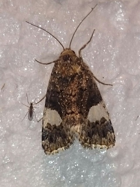 Tyta luctuosa - fekete nappalibagoly