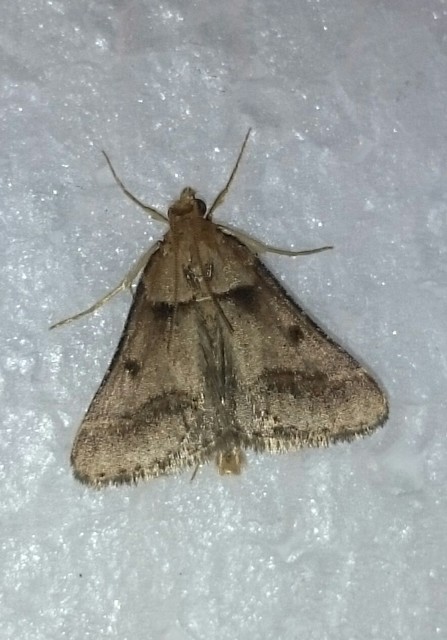 Stemmatophora brunnealis - barna fényilonca