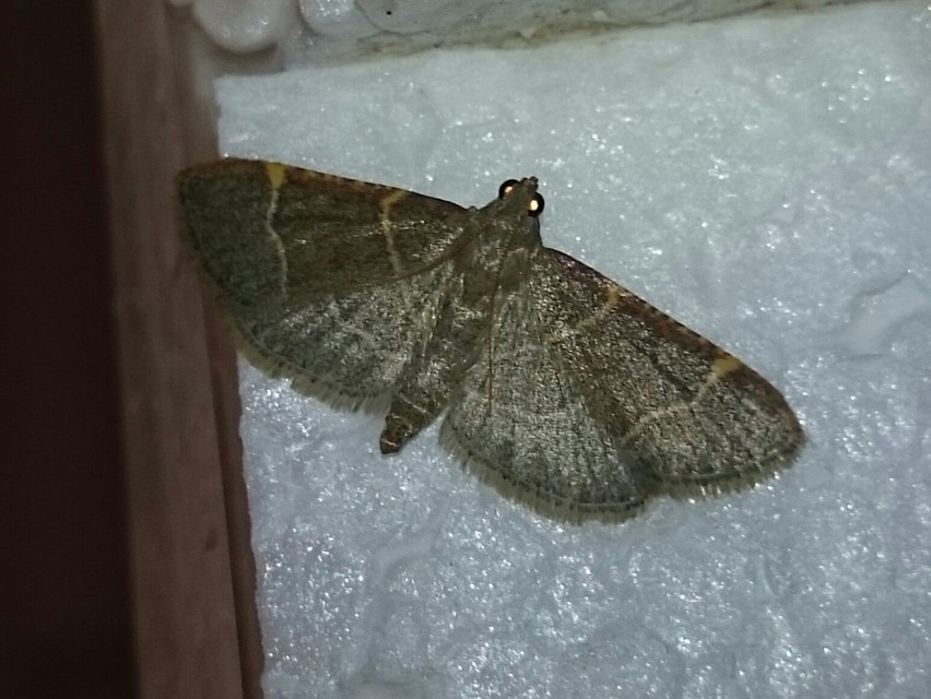 Hypsopygia glaucinalis - rezes fényilonca