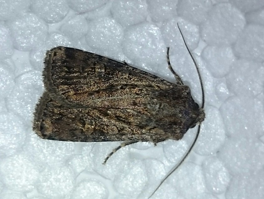 Euxoa