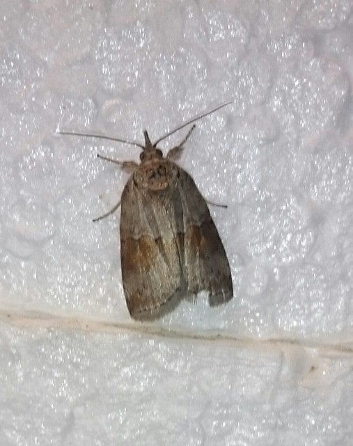 Nycteola asiatica - nyárfa-trapézbagoly