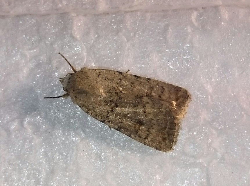 Paradrina clavipalpis - közönséges selymesbagoly