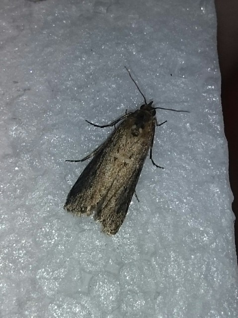 Pyralidae - fényiloncák