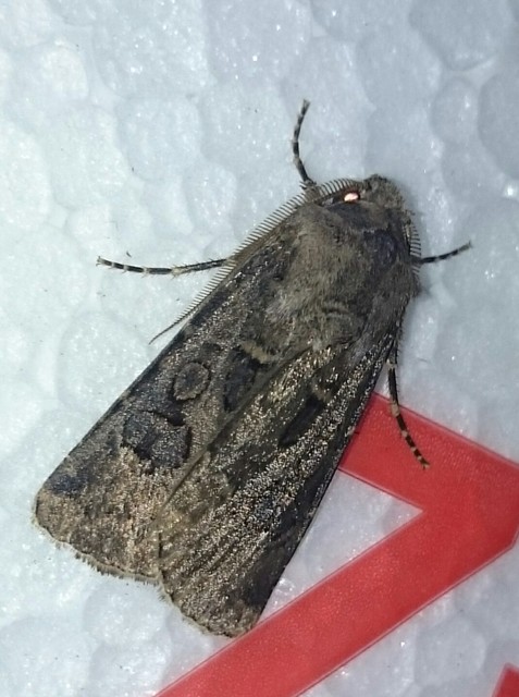 Agrotis bigramma - kétjegyű földibagoly