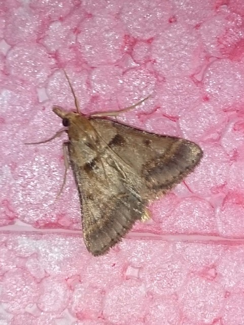 Stemmatophora brunnealis - barna fényilonca