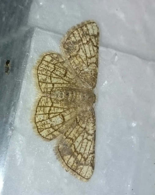Stegania dilectaria - fehérnyár-araszoló