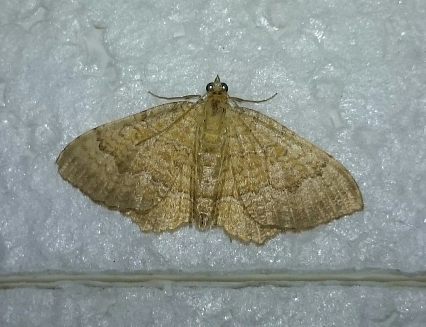 Camptogramma bilineata - kétvonalas sávosaraszoló