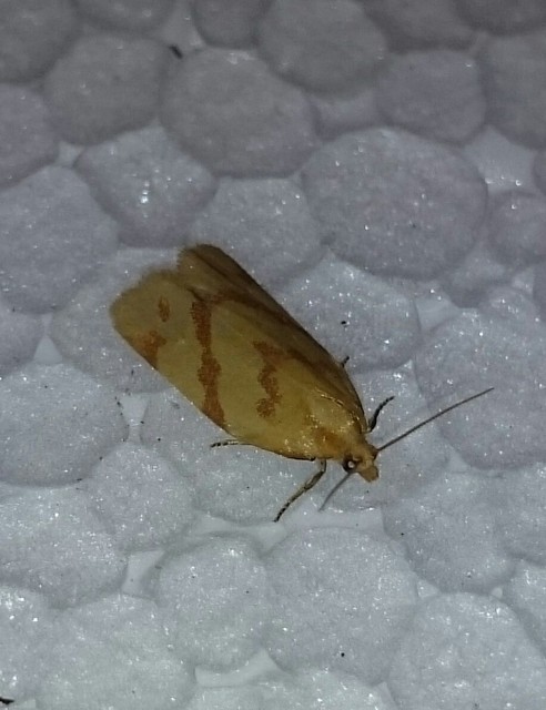 Clepsis pallidana - aranysárga sodrómoly