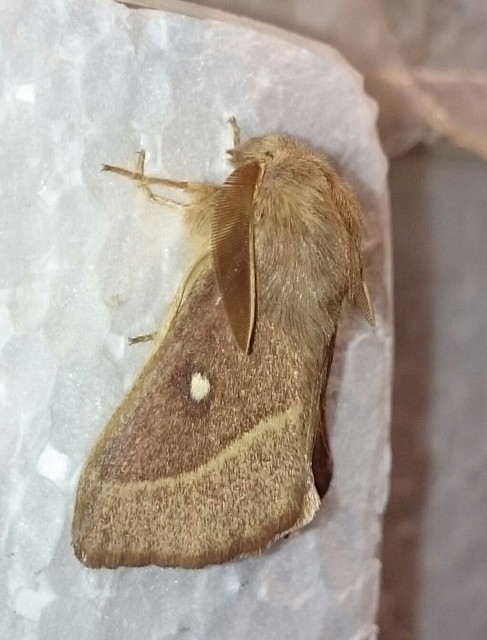 Lasiocampa trifolii - lóhereszövő