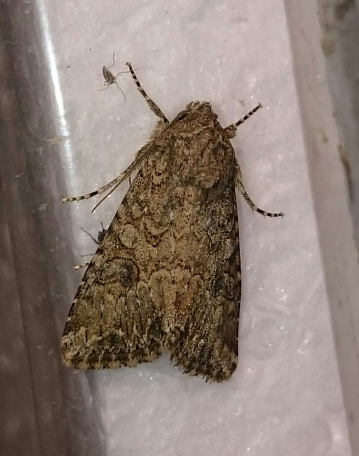 Hadula trifolii - lóherebagoly