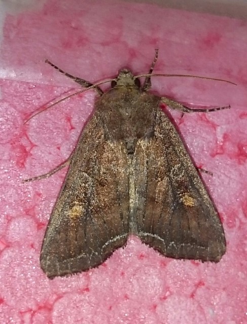 Lacanobia oleracea - saláta-kertibagoly